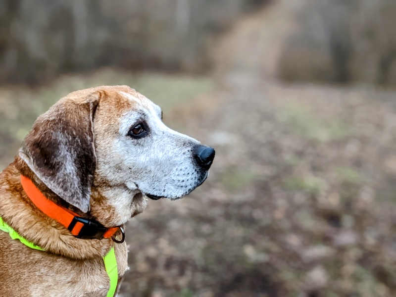 Ray on one of his last walks out in the woods on his favorite trail
