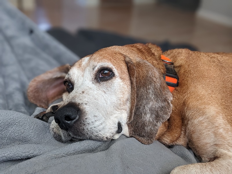 My dog Raymond, resting his head up on the couch, looking up out the front window towards the sky